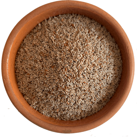 Karnıyarık Otu Tohumu Psyllium 100 gr